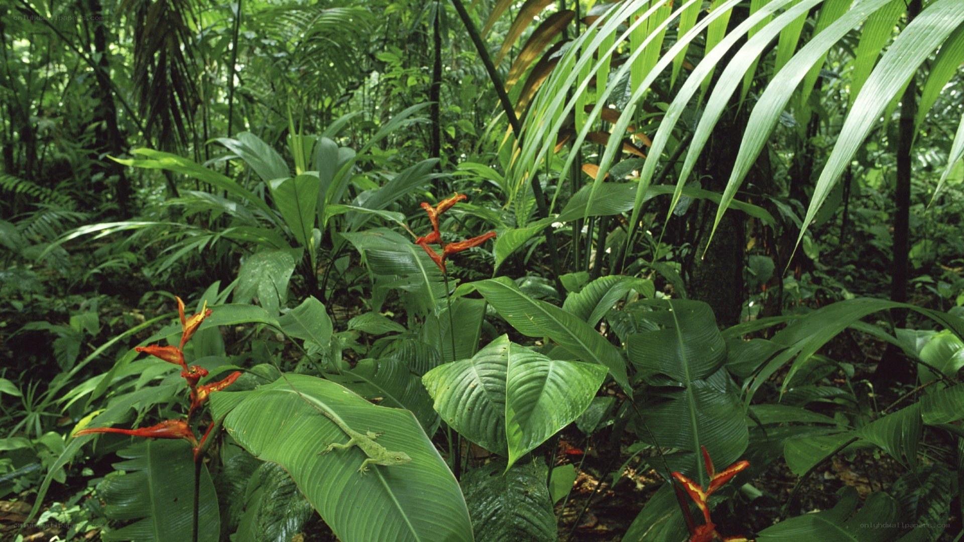 Lush tropical forest scene