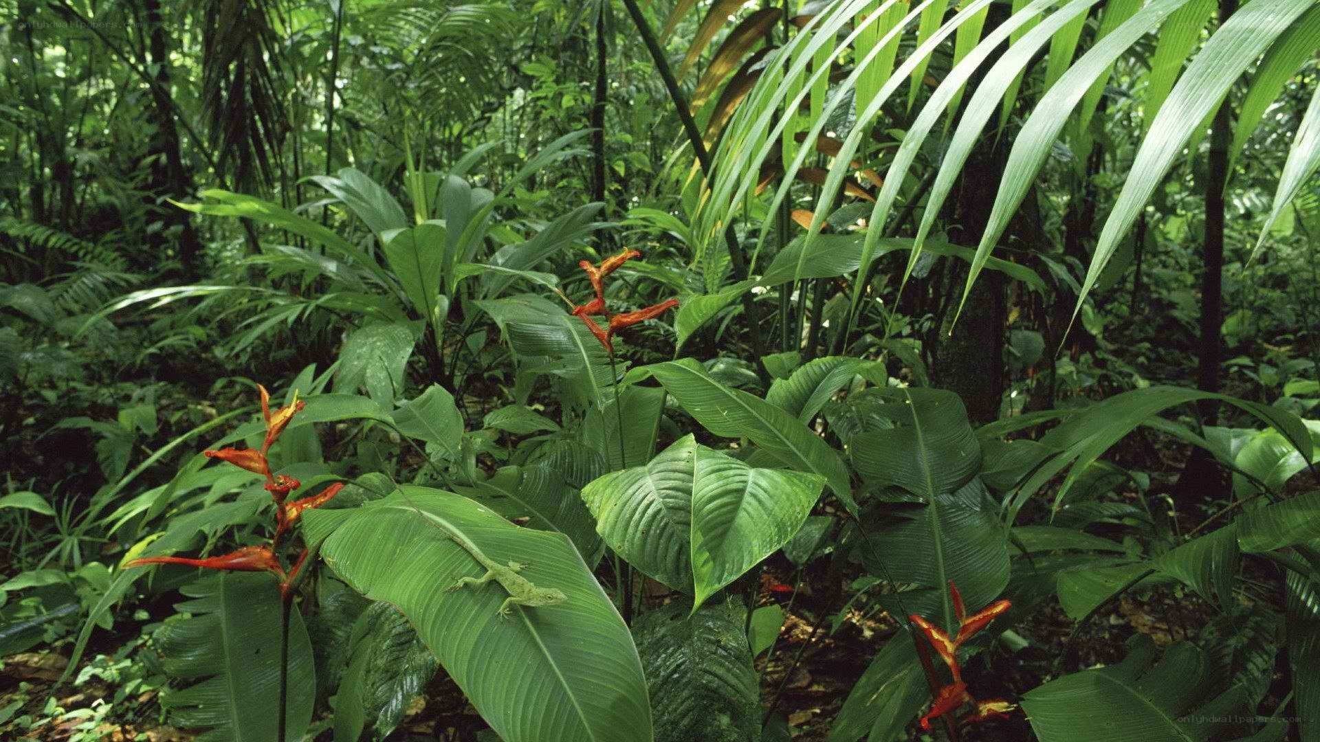 Lush tropical forest scene