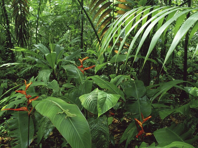 Lush tropical forest scene