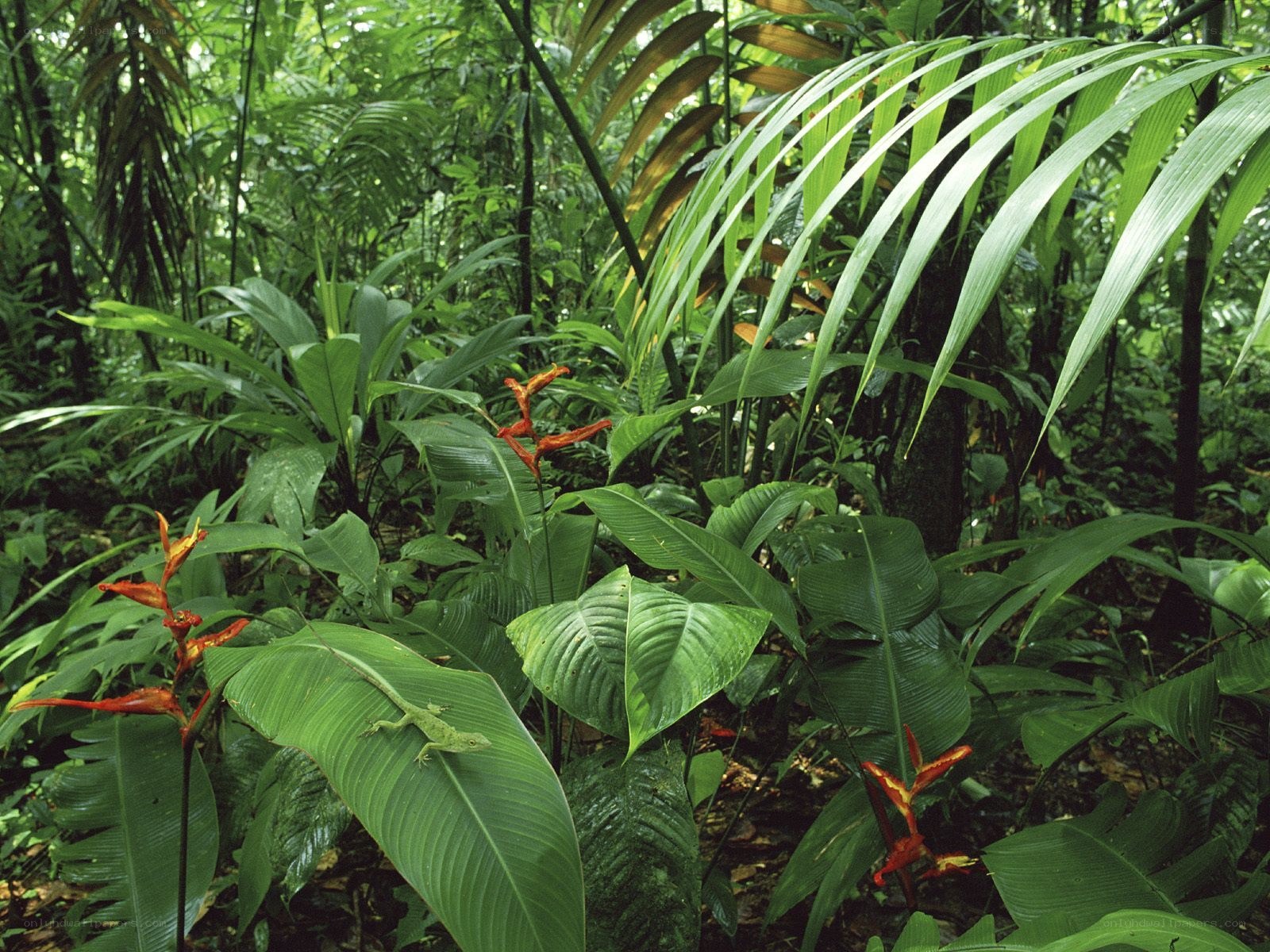 Lush tropical forest scene