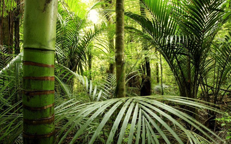 lush tropical forest scene