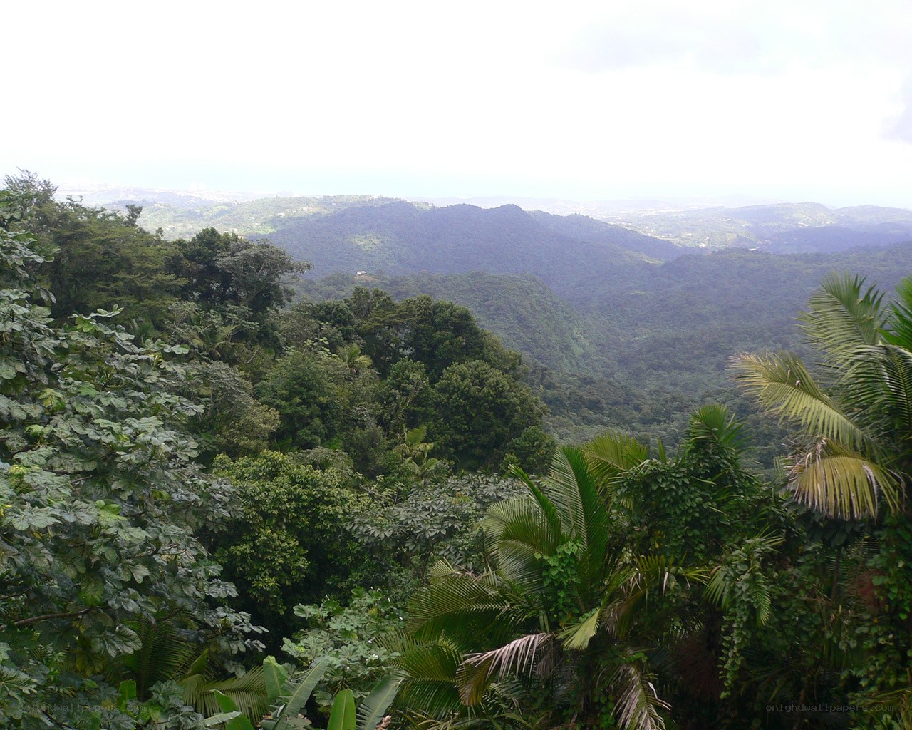 lush tropical valley view