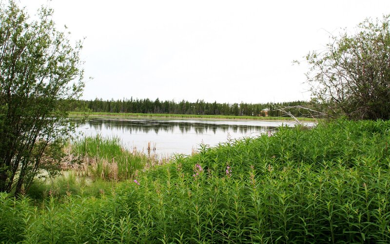 Lush wetland by a calm lake