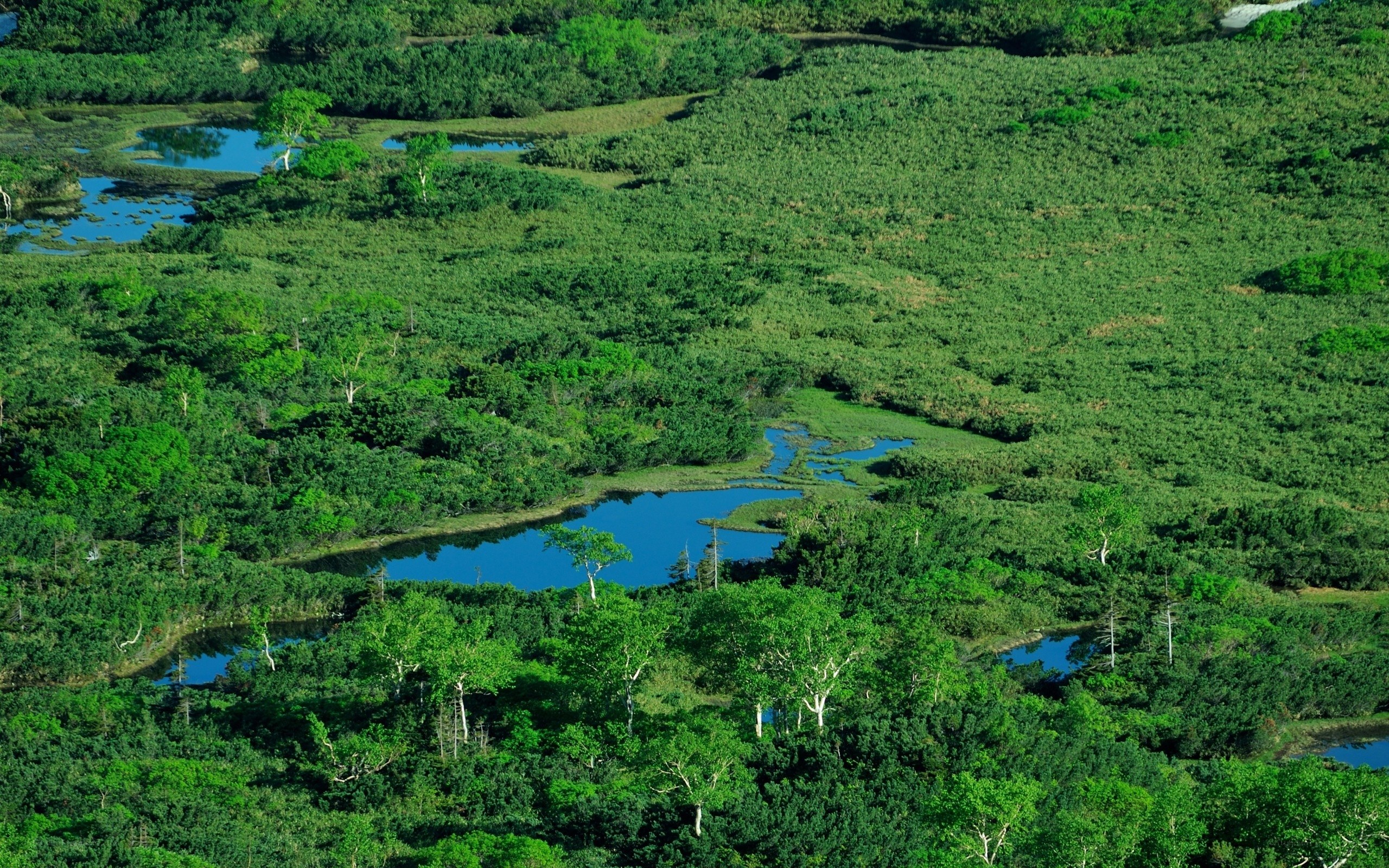 lush wetland landscape