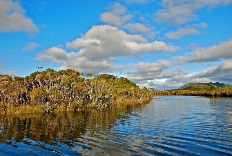 Lush wetland under blue sky