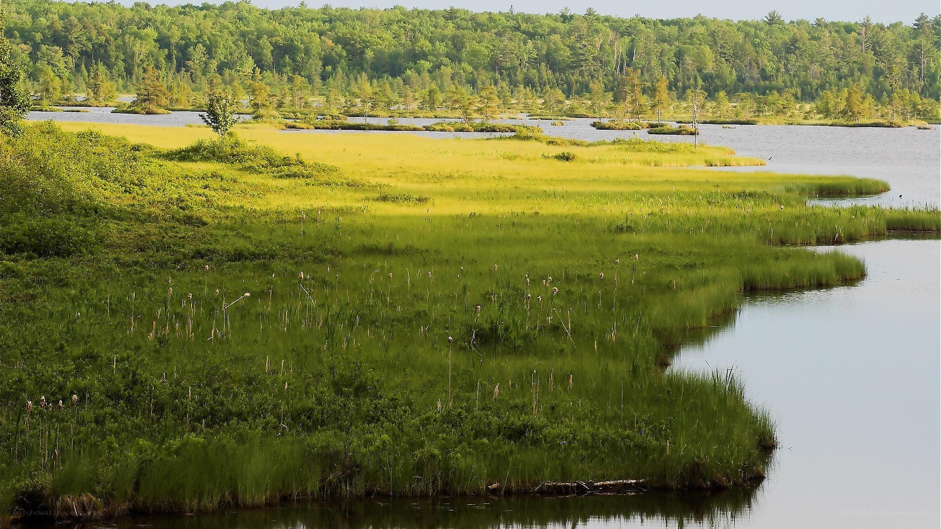 Lush wetland with forest backdrop