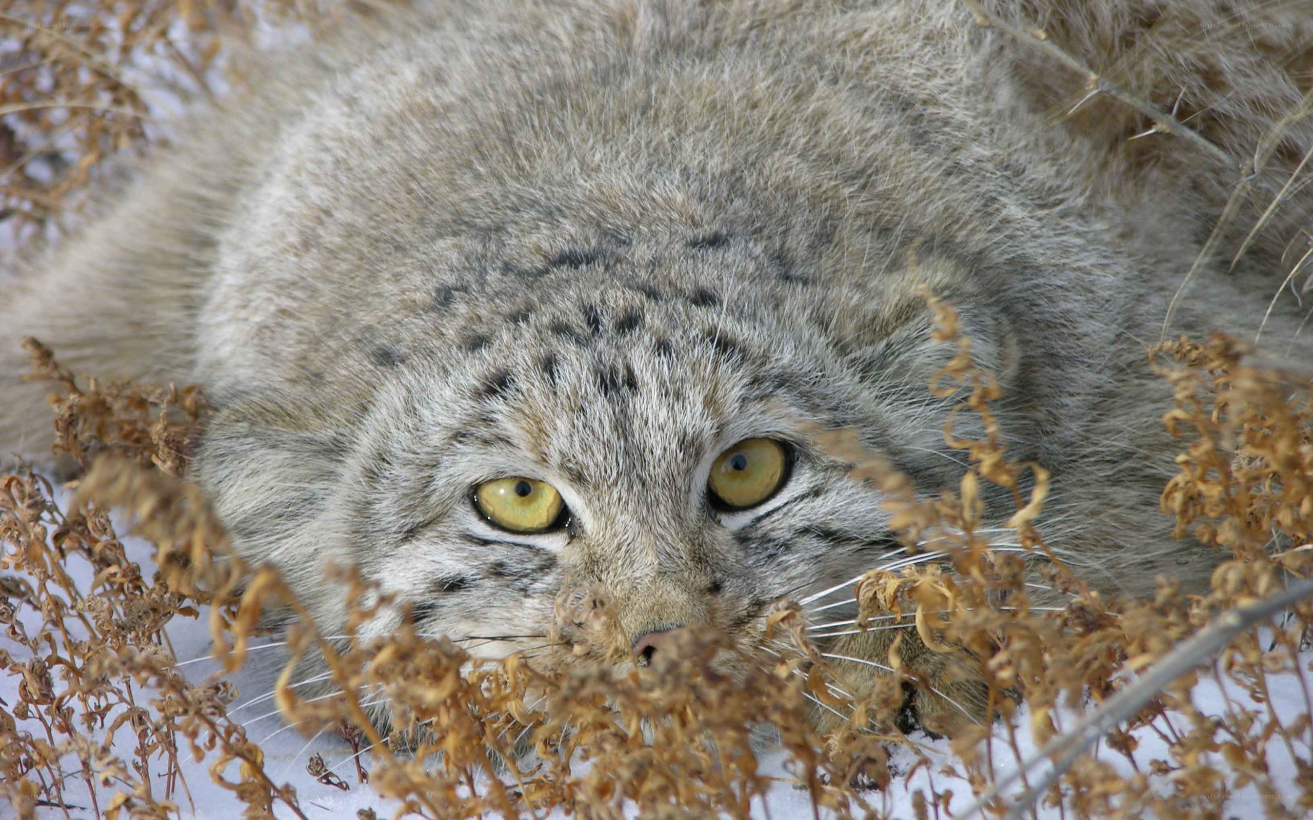 Lying snow leopard in the grass