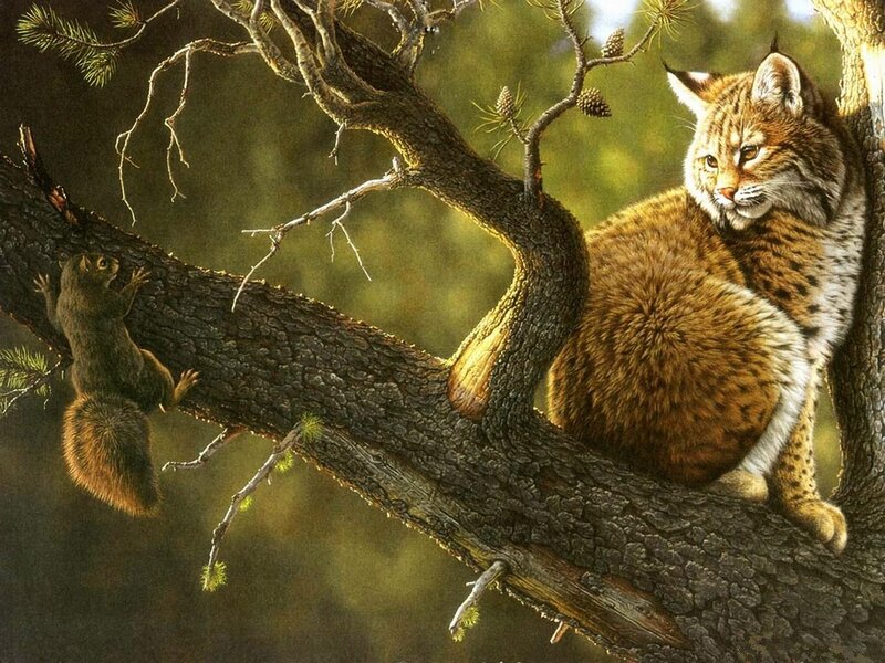 Lynx and Squirrel in Tree — Brown