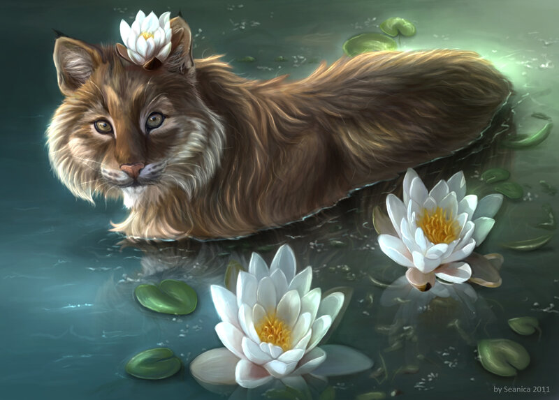 Lynx Cat in Water