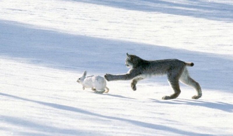 Lynx Chasing Hare
