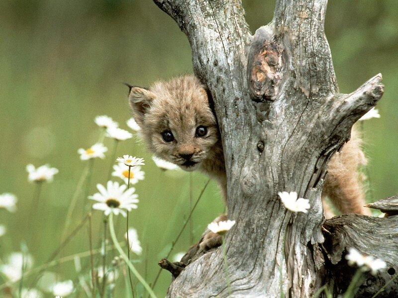 Lynx cub in a tree