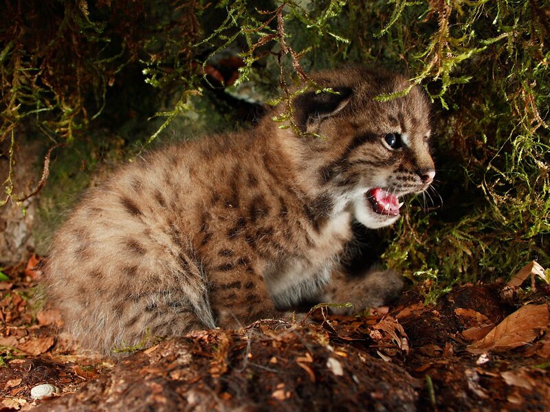 Lynx cub in forest