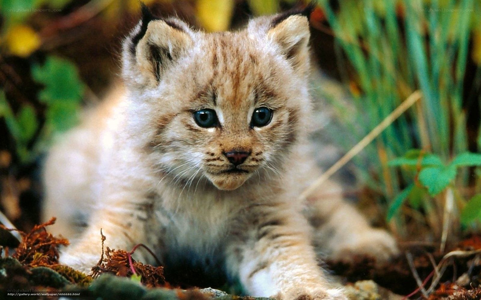 lynx cub in forest