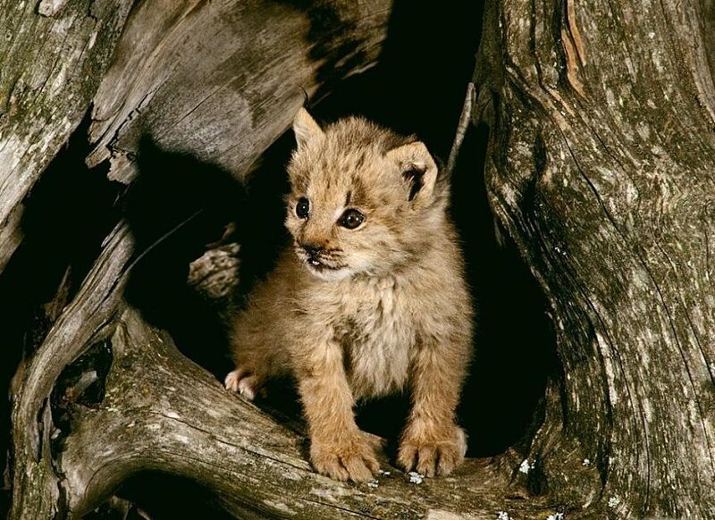 Lynx cub in hollow tree