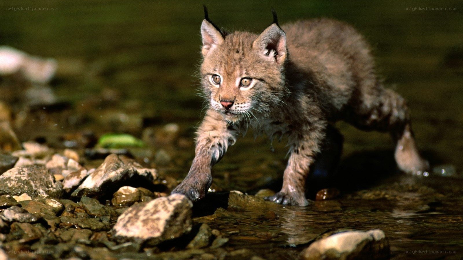 lynx cub in shallow water