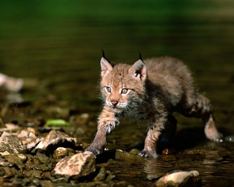 lynx cub in shallow water