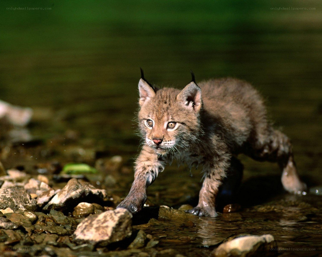 lynx cub in shallow water