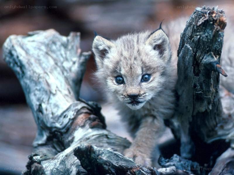 Lynx cub in the wild