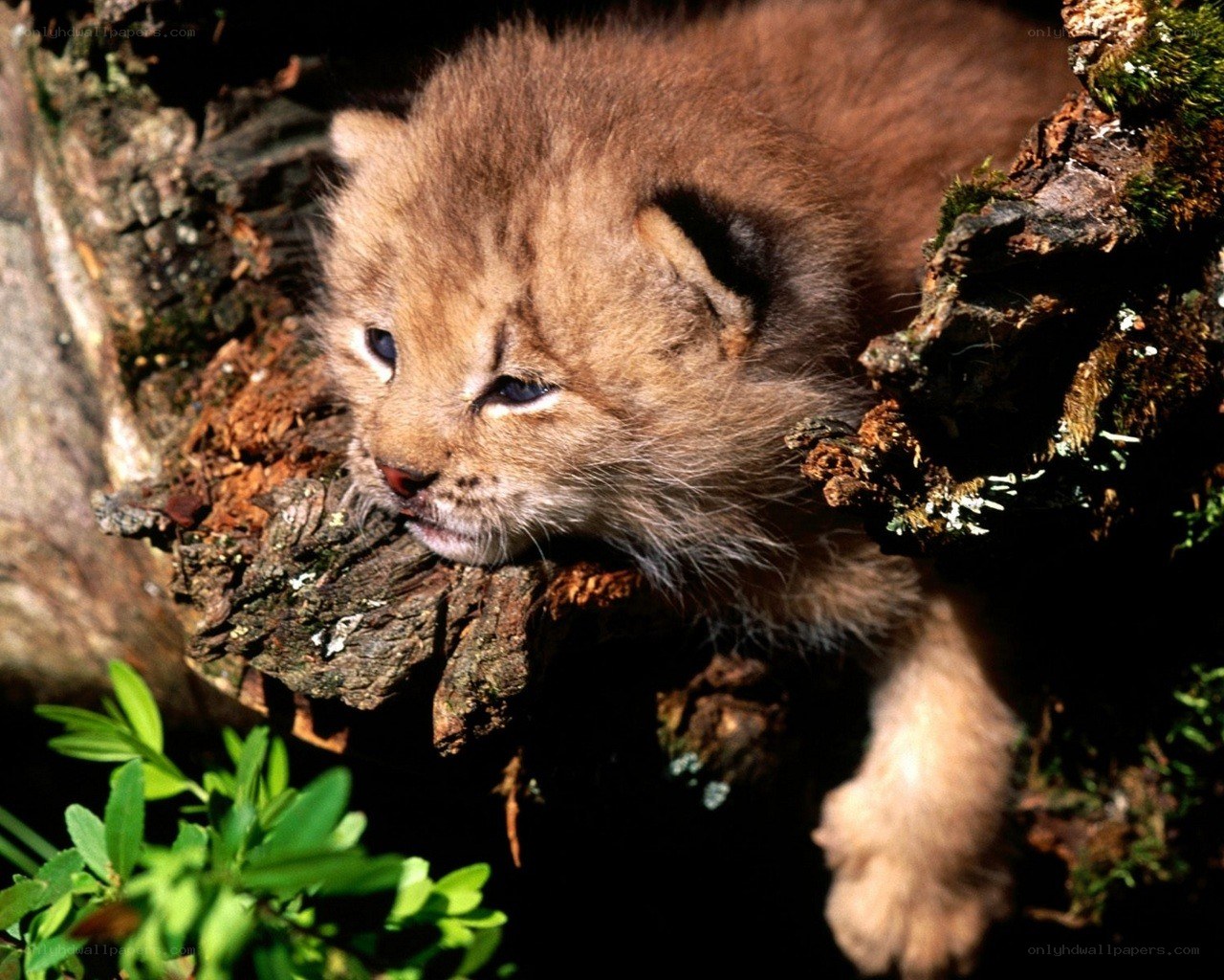 Lynx cub in tree hollow