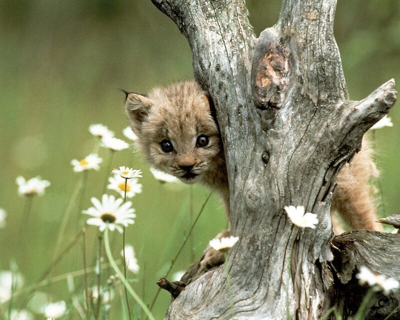 Lynx Cub in Tree