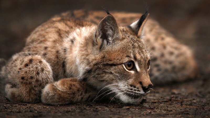 Lynx Cub Lying Down — Brown
