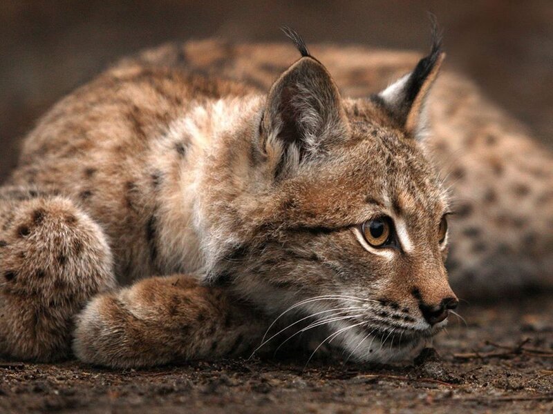 Lynx Cub Lying Down