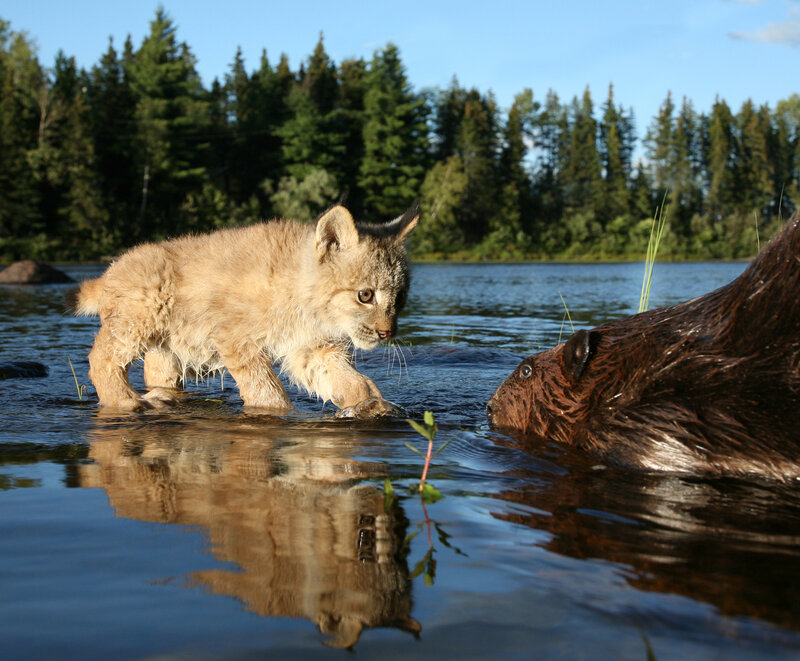 Lynx cub meets beaver in water