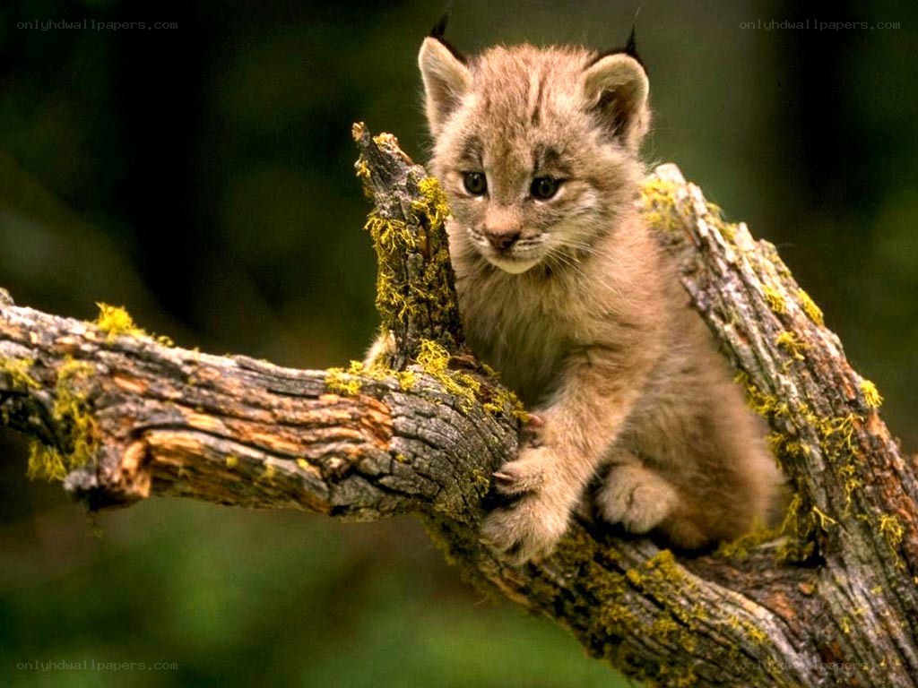 lynx cub on a tree branch