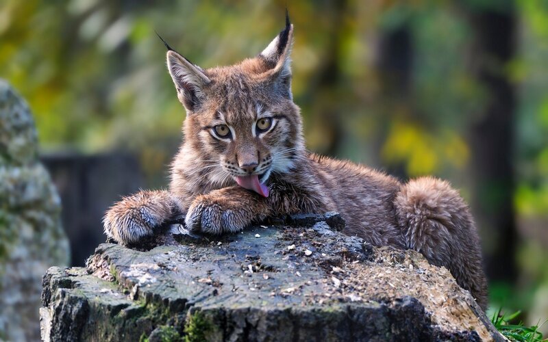 Lynx Cub on Stump
