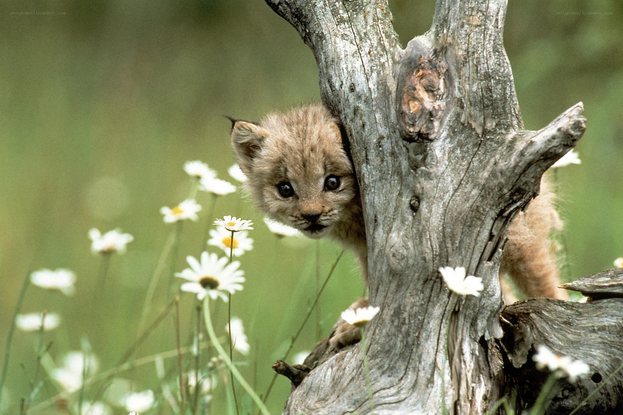 Lynx cub peeking from tree