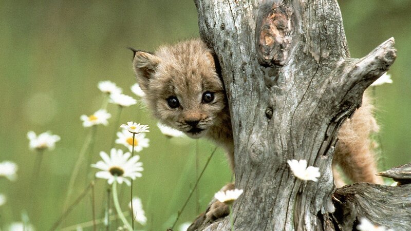 Lynx Cub Peeking