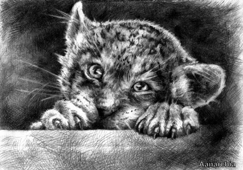 Lynx Cub Resting