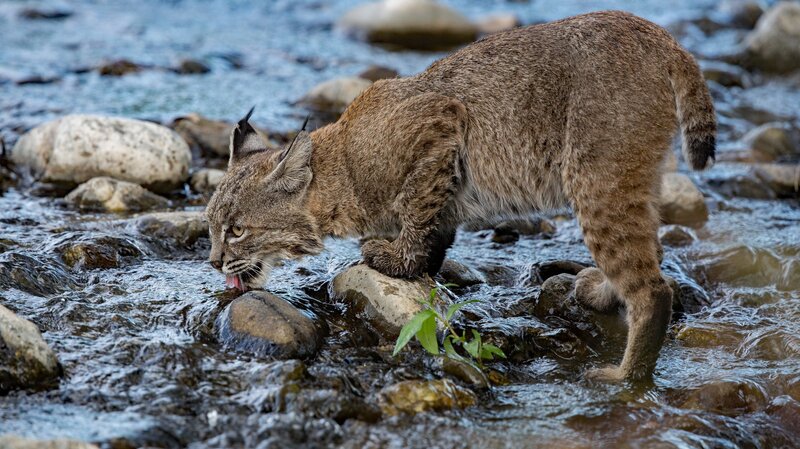 Lynx Drinking from Stream