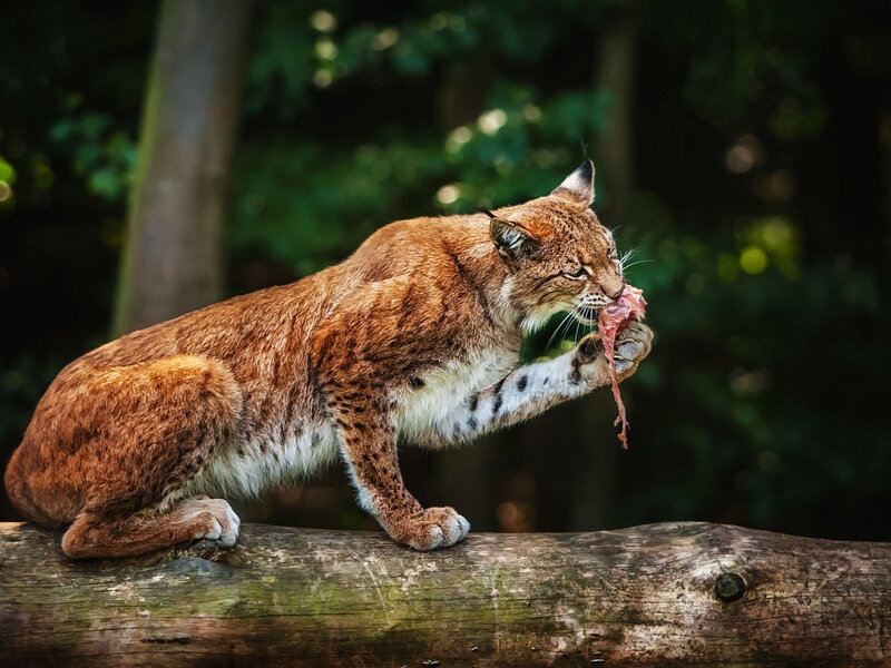 Lynx Eating Meat