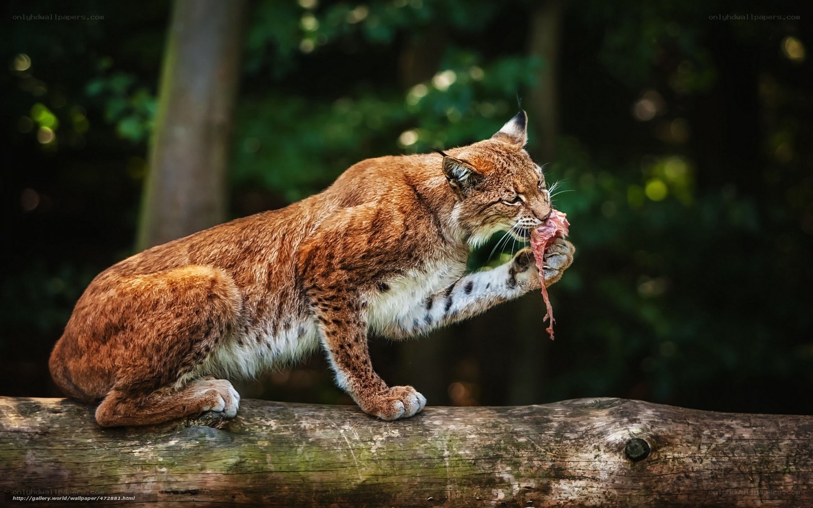 Lynx eating prey on log