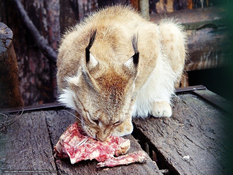 Lynx eating raw meat