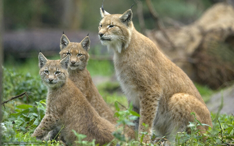 Lynx Family in Forest — Brown, Alert