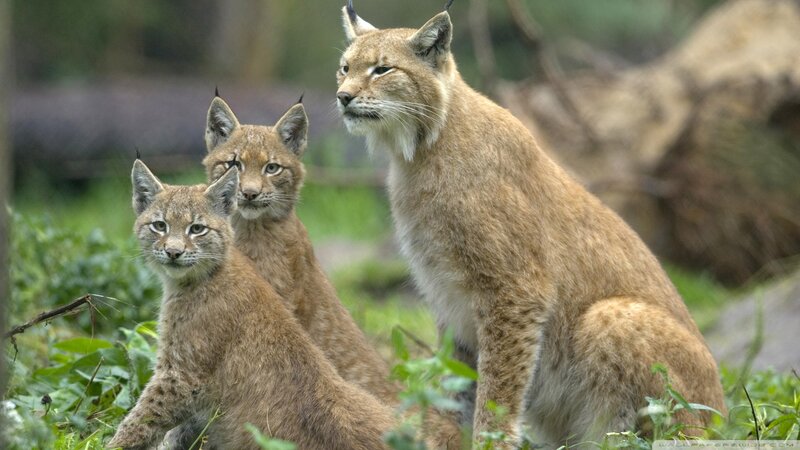 Lynx Family in Forest — Brown
