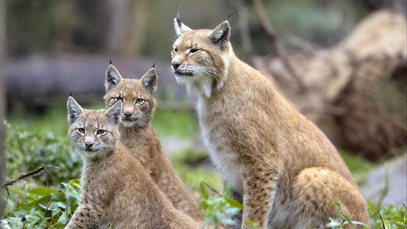 Lynx Family in Forest