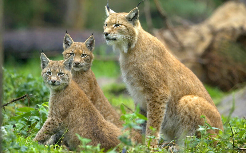 Lynx Family in Grass