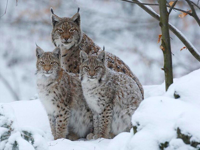 Lynx family in snow