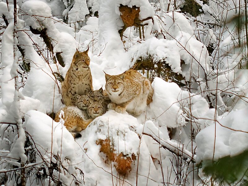 Lynx Family in Snow — White