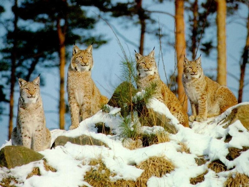 Lynx family in snowy forest
