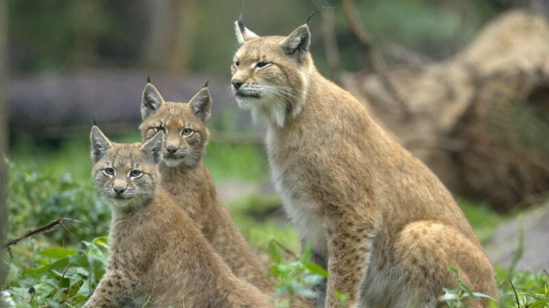 Lynx family in the wild
