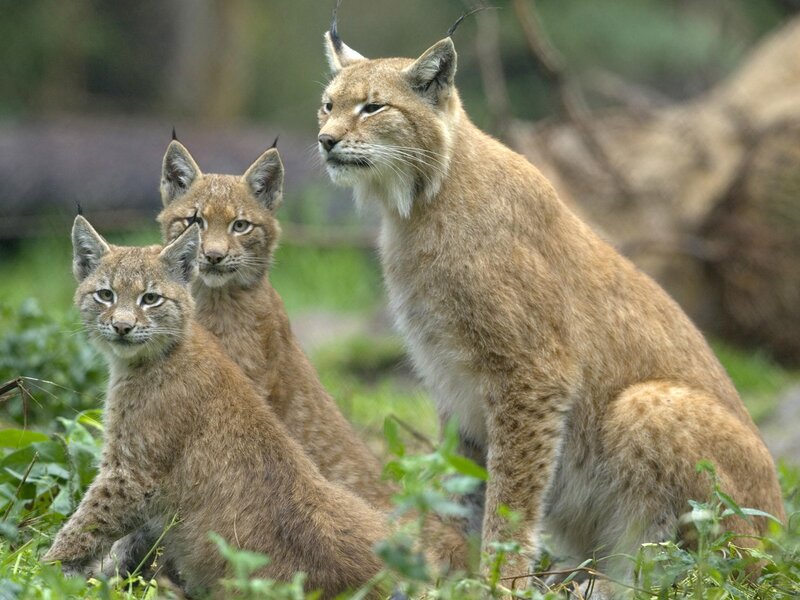 Lynx family in the wild