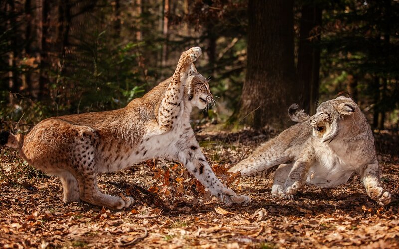 Lynx fighting in forest