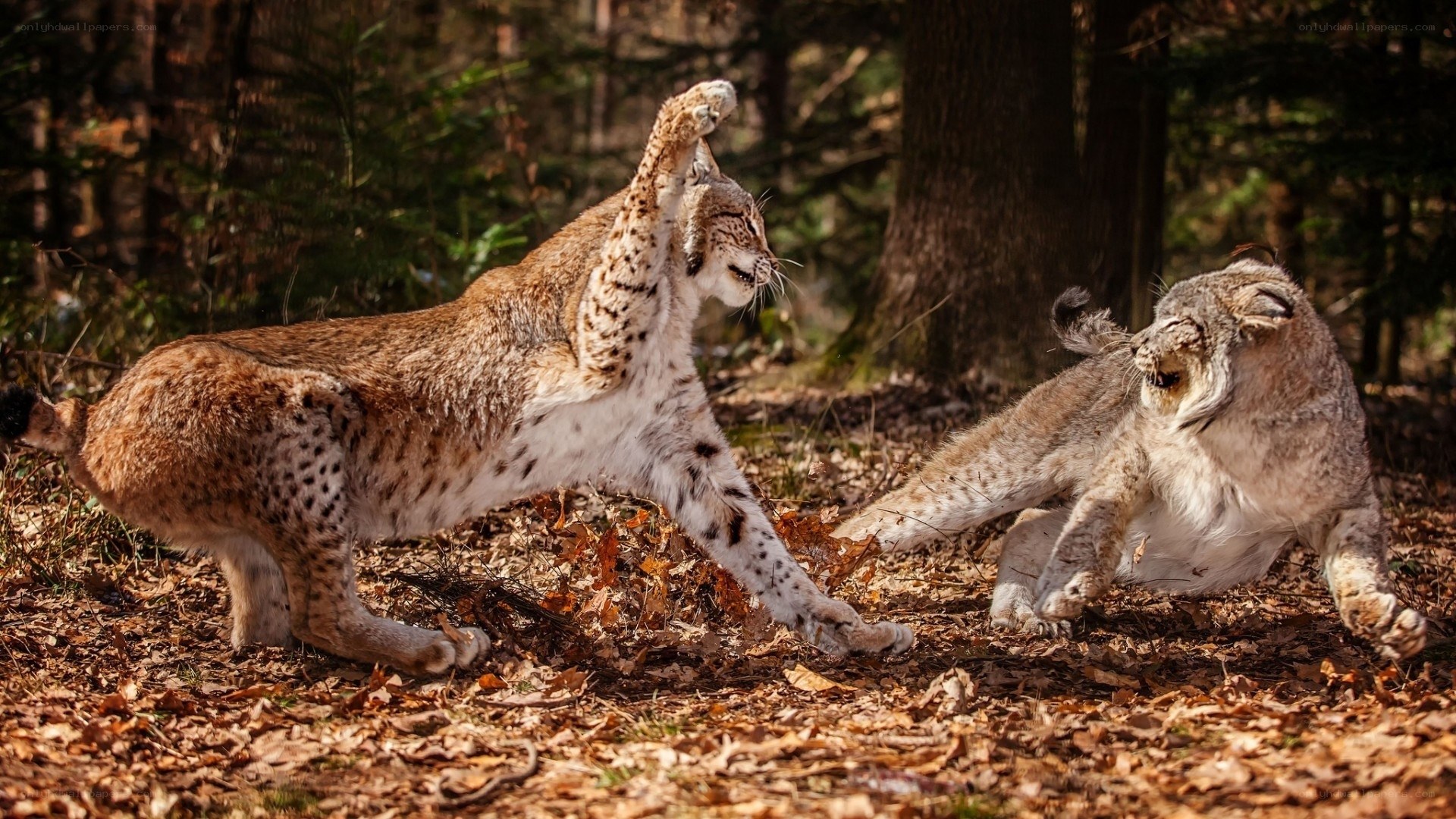 Lynx fighting in forest