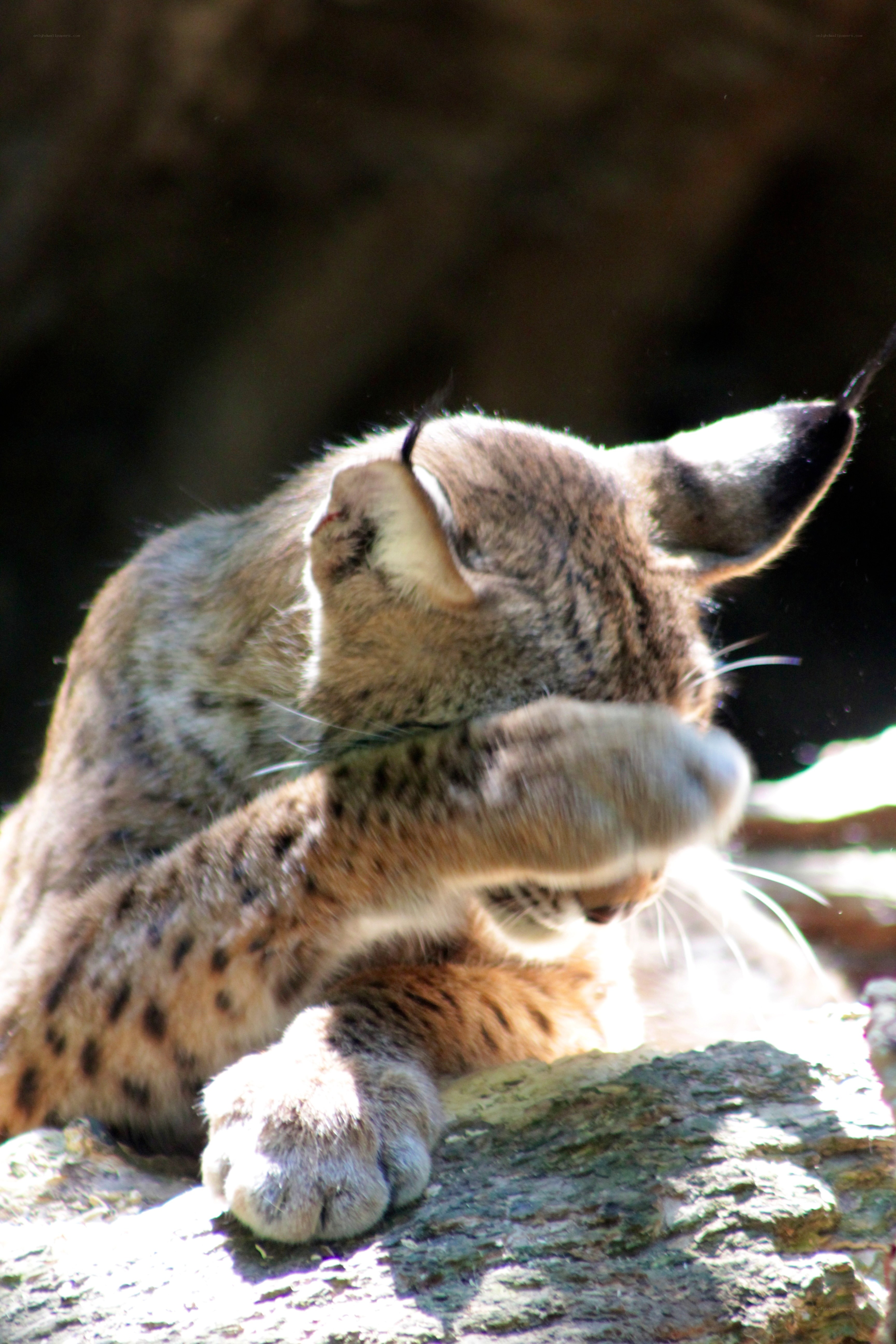 lynx grooming itself