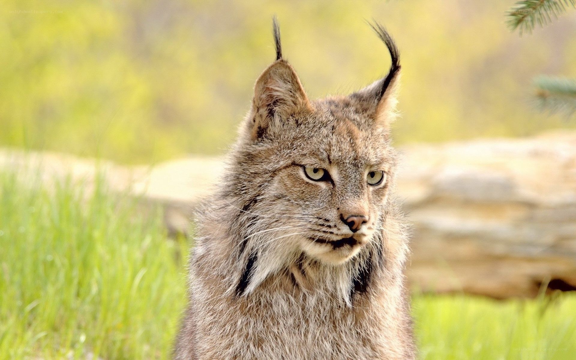 Lynx in a grassy field