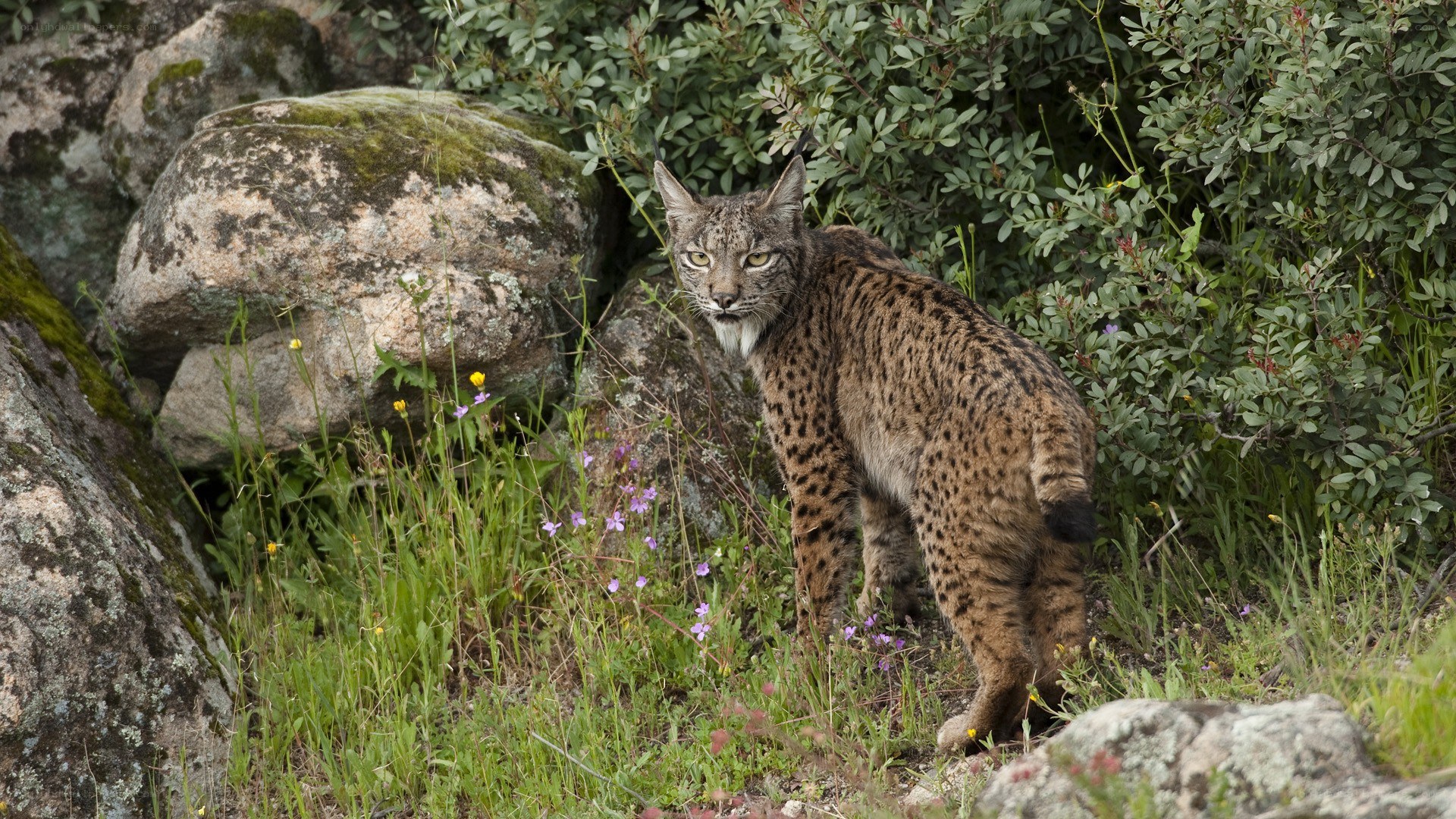 Lynx in a rocky forest